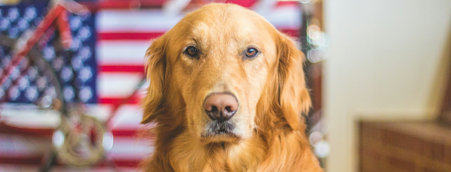Golden retriever dog sitting in front of an American flag