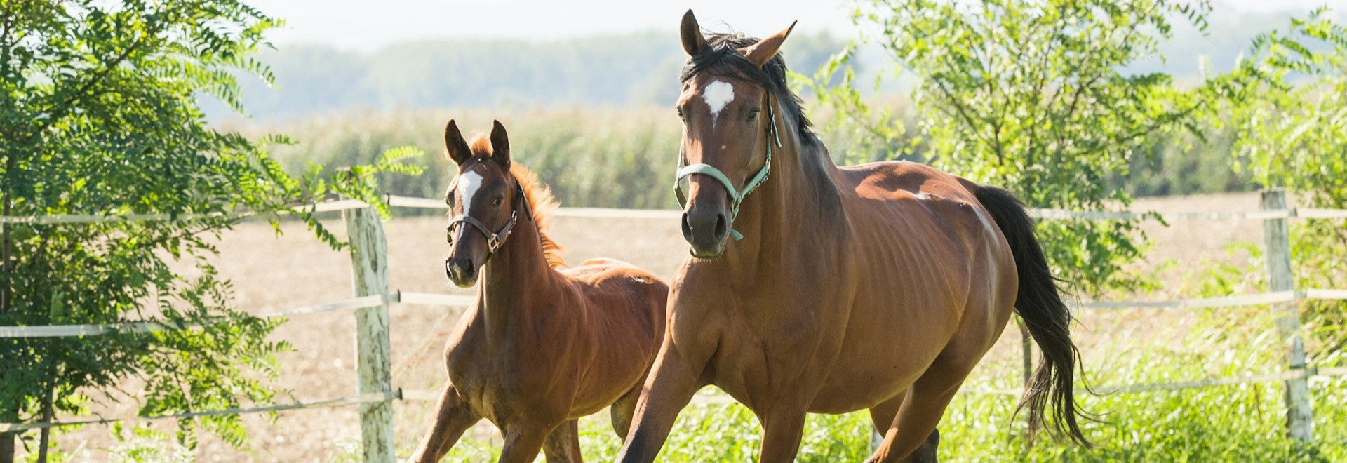 Two horses running in a grassy field with trees in the background