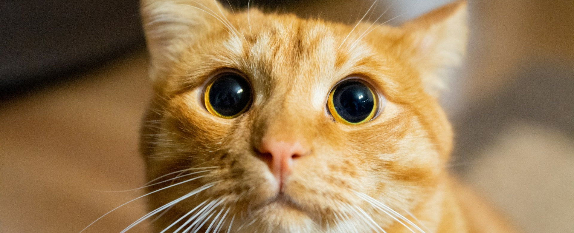 Close-up of a ginger cat with wide eyes on a blurred background
